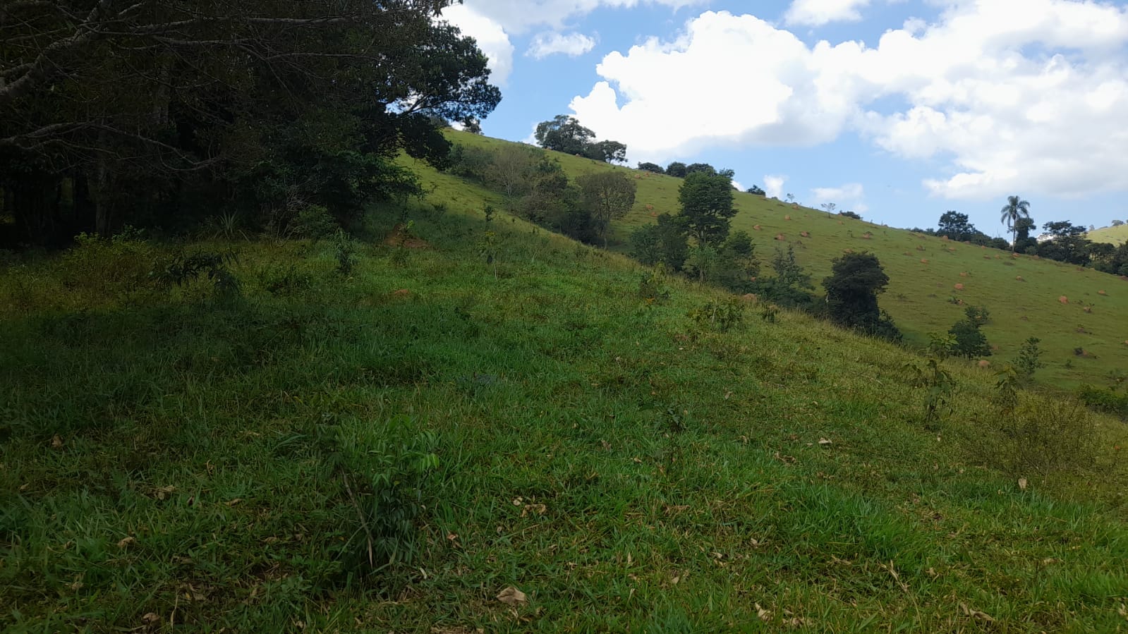 Sitio com lago, para plantio ou pecuária, topografia quase plana | Itapeva - MG | código 852