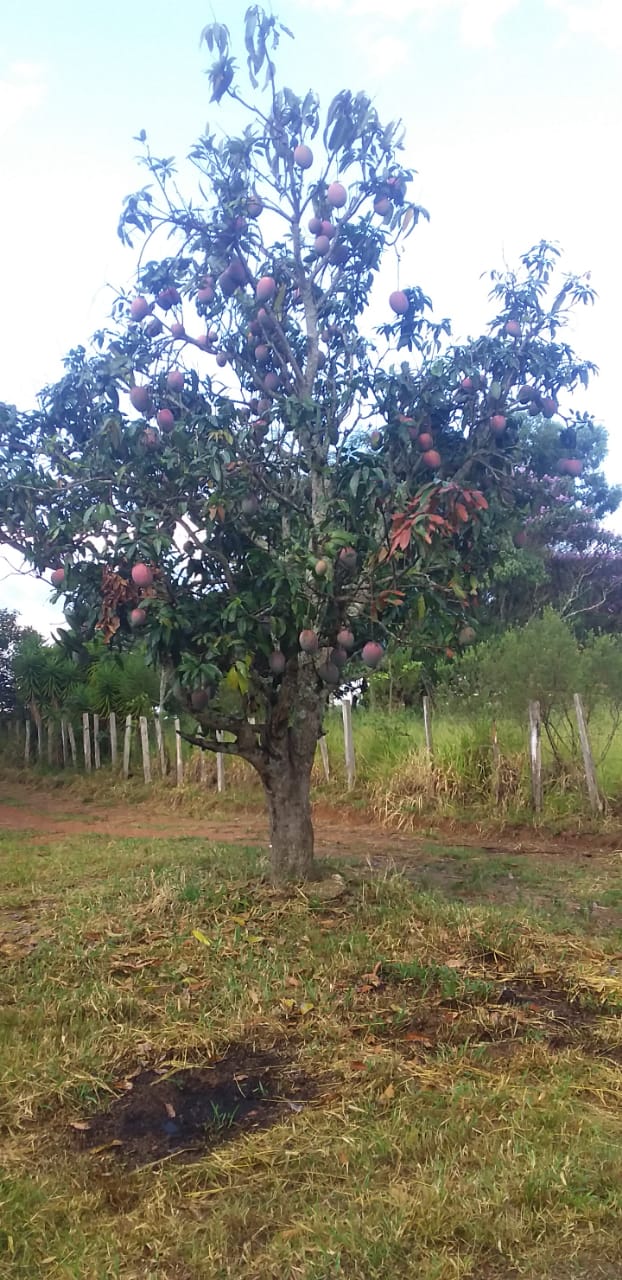 Sítio com casa, cachoeira, pomar, horta. riquíssimo em água | Toledo - MG | código 870