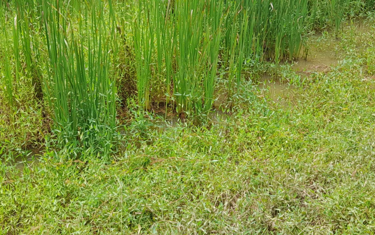 Terreno para sítio  excelente bairro rural localização a 11 km da cidade | Extrema - MG