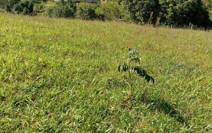 Lindo Terreno com nascente  para chácara. 6.000 mts | Extrema - MG  | código 994